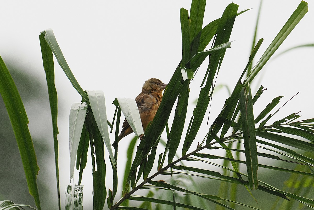 Chestnut-and-black Weaver - ML647212208