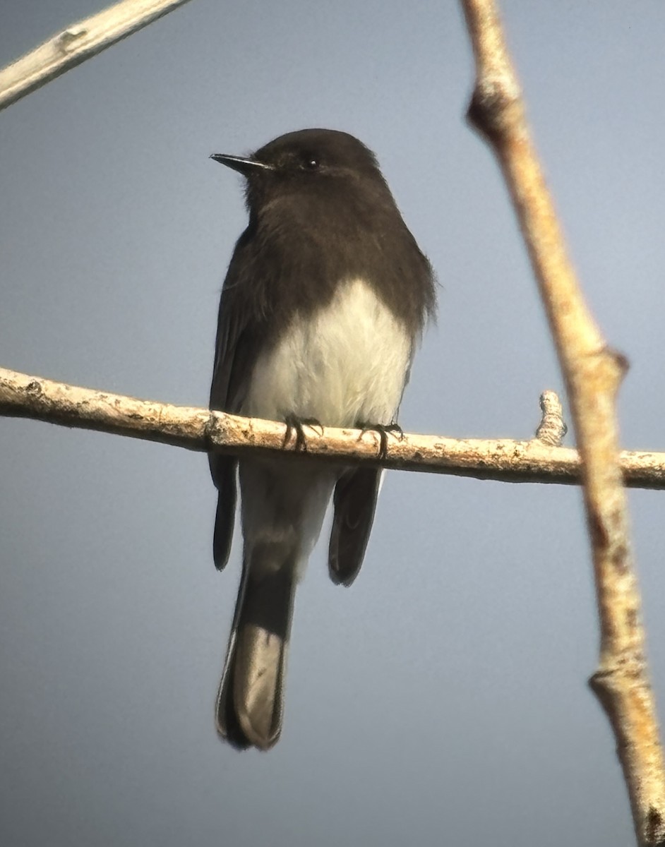 Black Phoebe - ML647212213