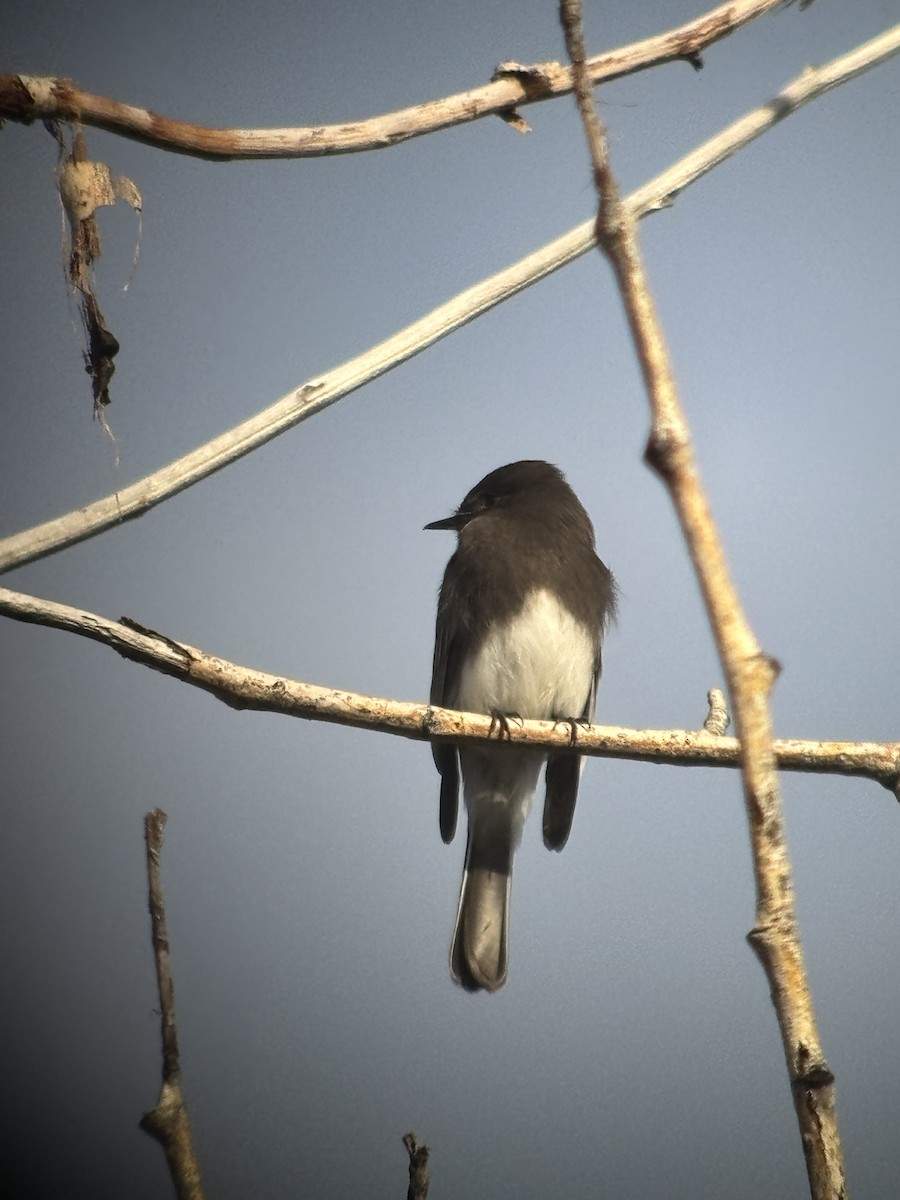 Black Phoebe - ML647212214