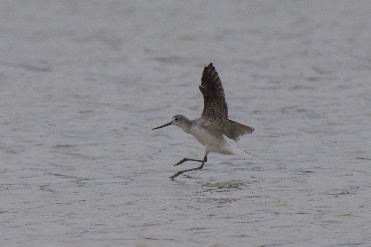 Grünschenkel - ML647212216