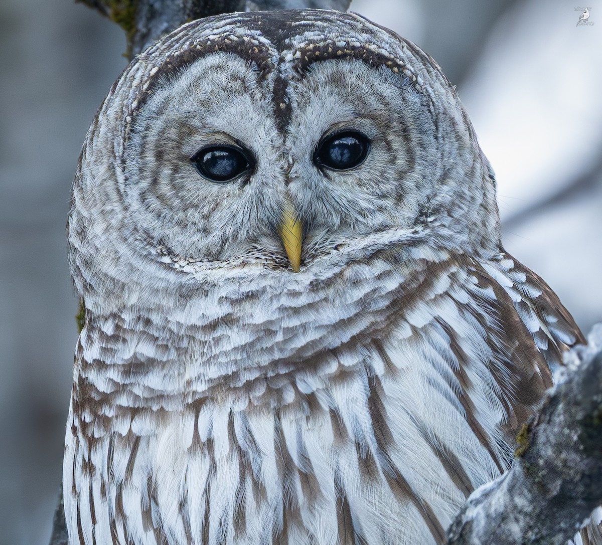Barred Owl - ML647212234