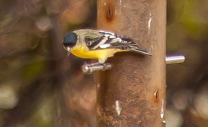Lesser Goldfinch - ML647212235