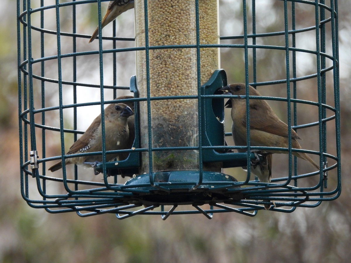 Muskatbronzemännchen - ML647212242