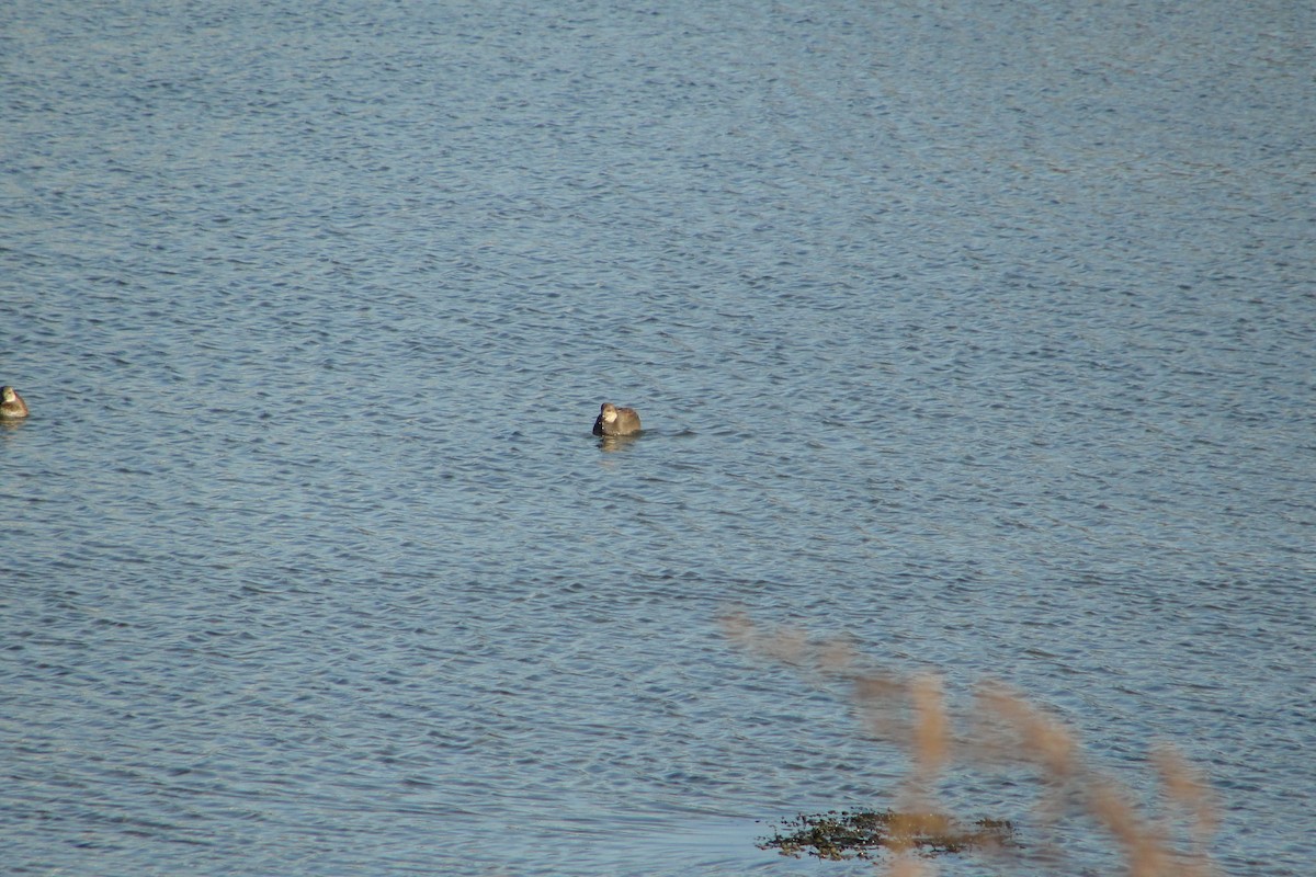 オカヨシガモ - ML647212243