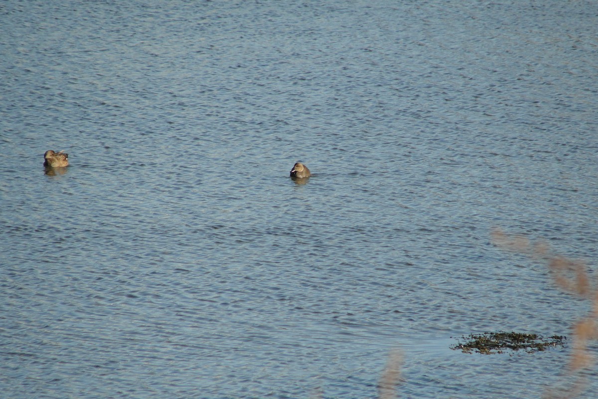 オカヨシガモ - ML647212244