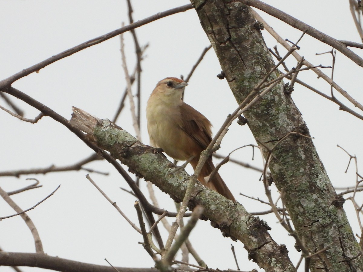 Rotstirn-Bündelnister - ML647212245