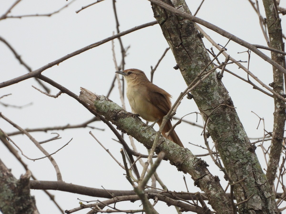 Rotstirn-Bündelnister - ML647212246