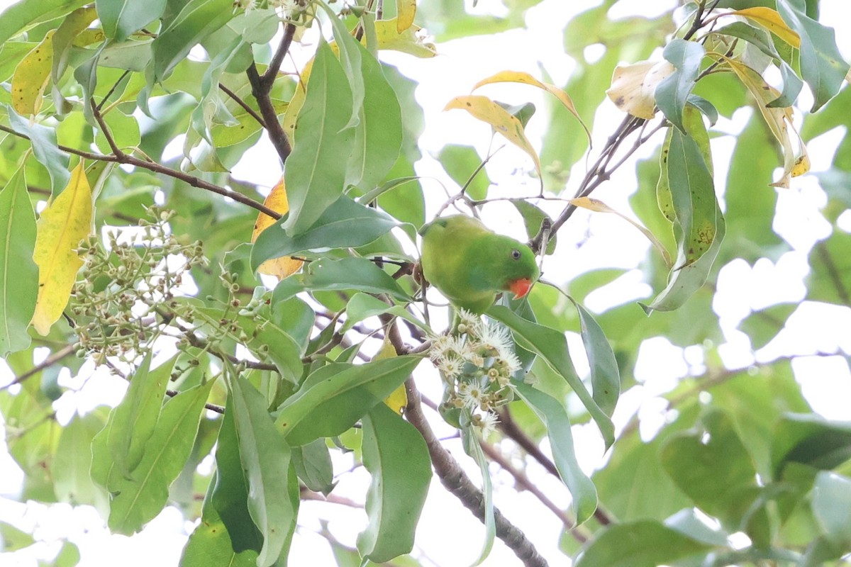 Frühlingspapageichen - ML647212247