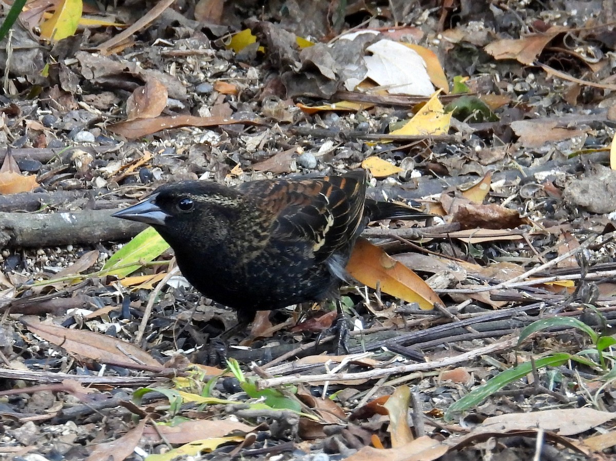 Rotflügelstärling - ML647212248