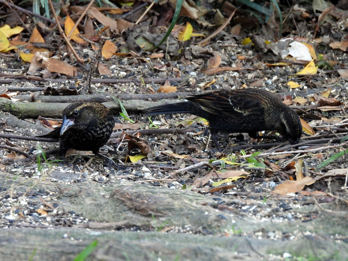 Rotflügelstärling - ML647212249