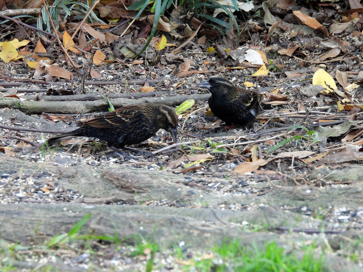 Rotflügelstärling - ML647212250