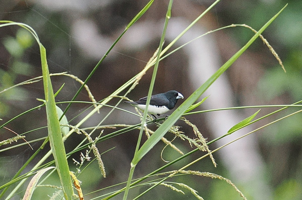 Glanzelsterchen (bicolor/poensis) - ML647212251