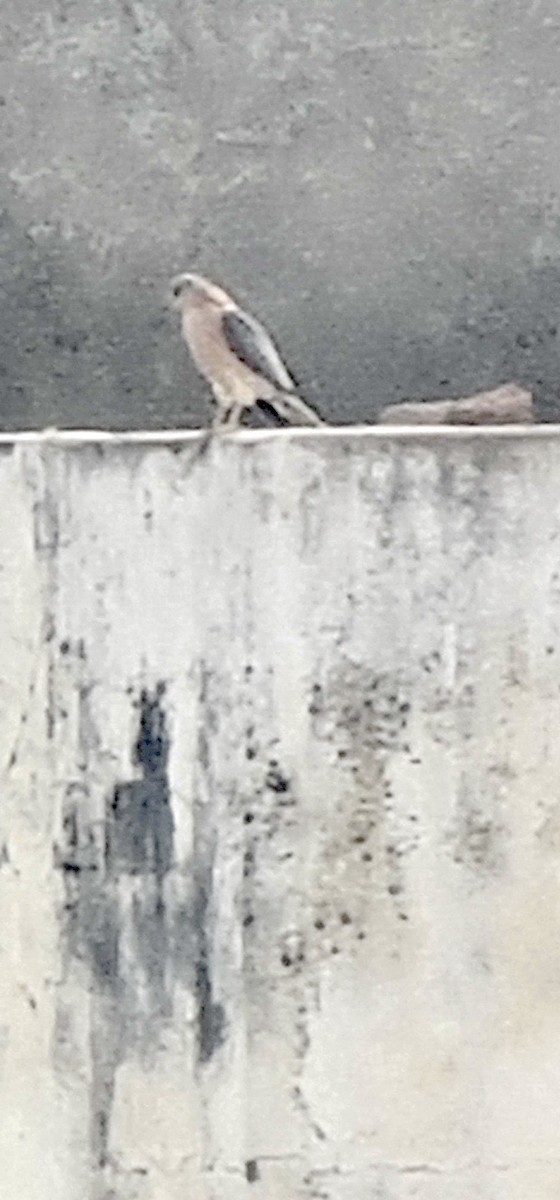 Schikrasperber - ML647212253