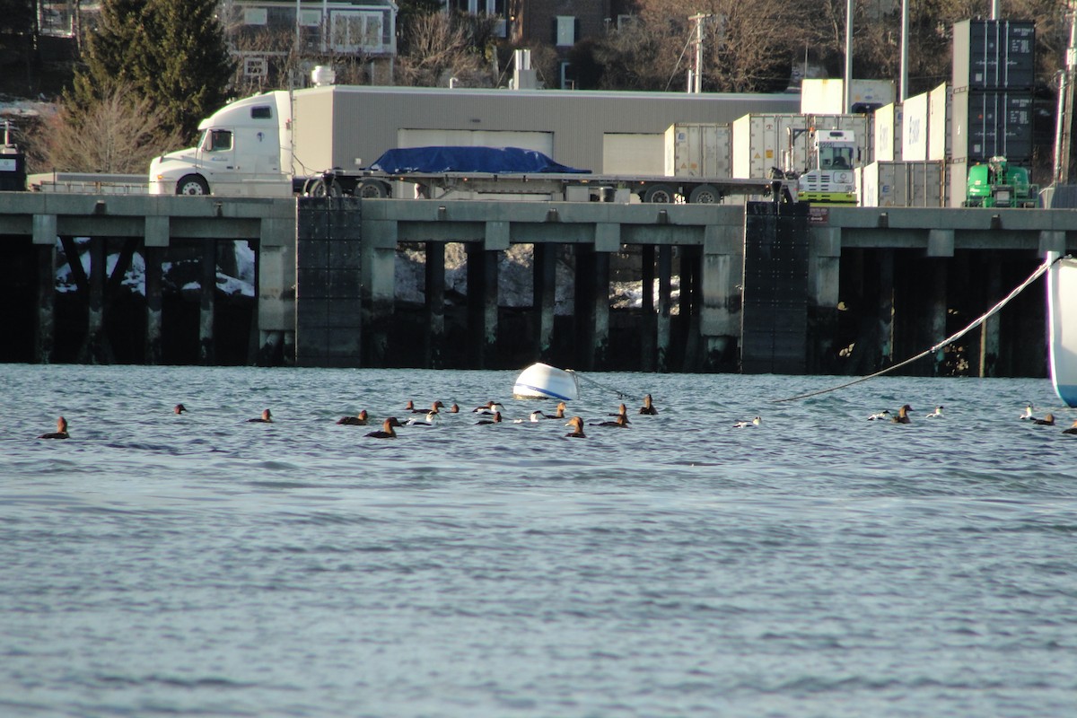 Eiderente - ML647212254