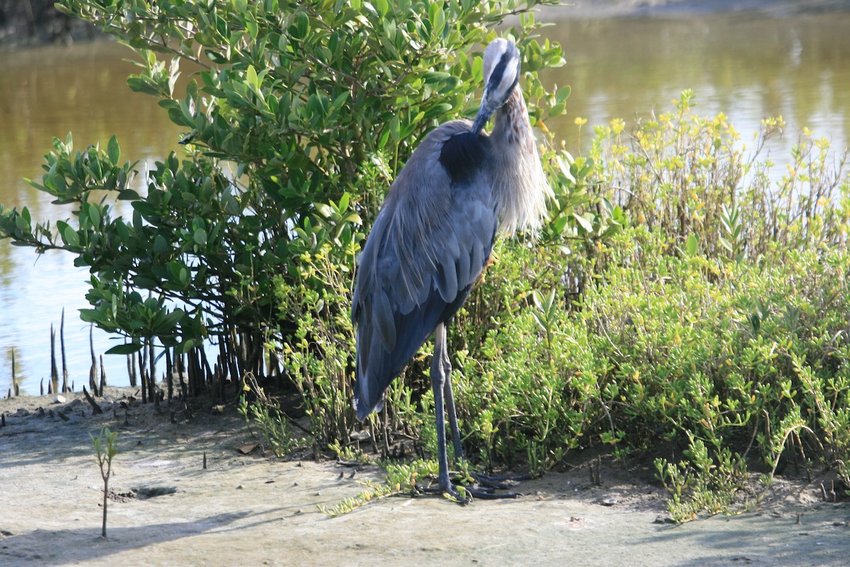 Kanadareiher - ML647212255