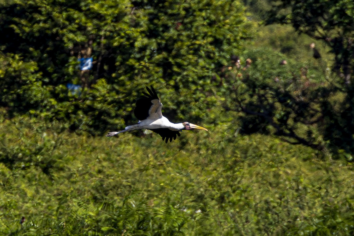 Milchstorch - ML647212257