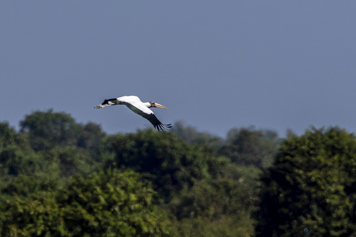 Milchstorch - ML647212259