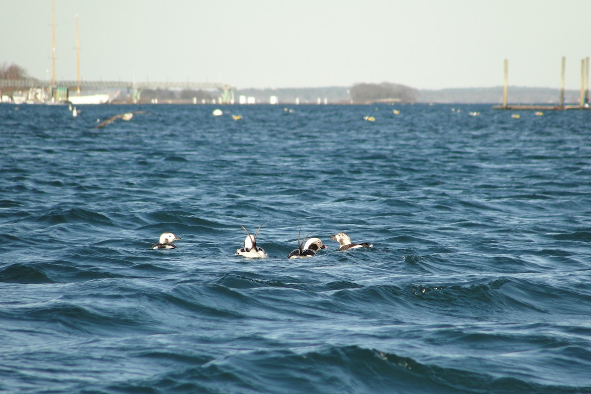 Eisente - ML647212260