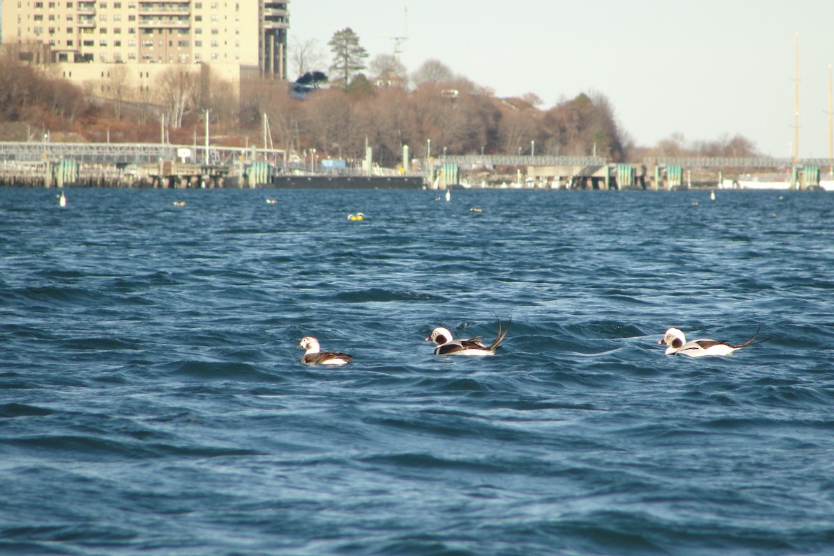 Eisente - ML647212261