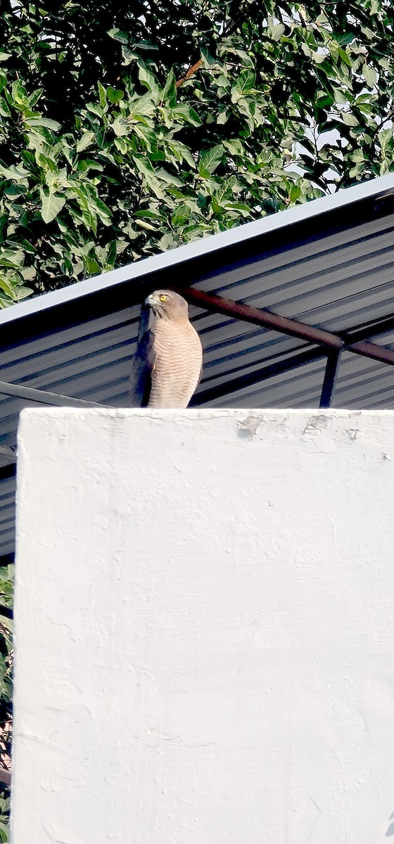 Schikrasperber - ML647212264