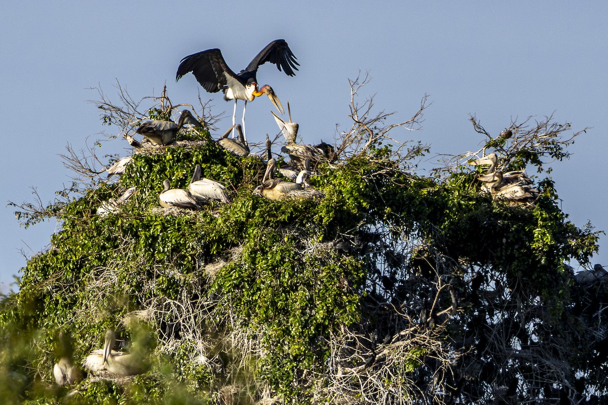 Argalamarabu - ML647212265