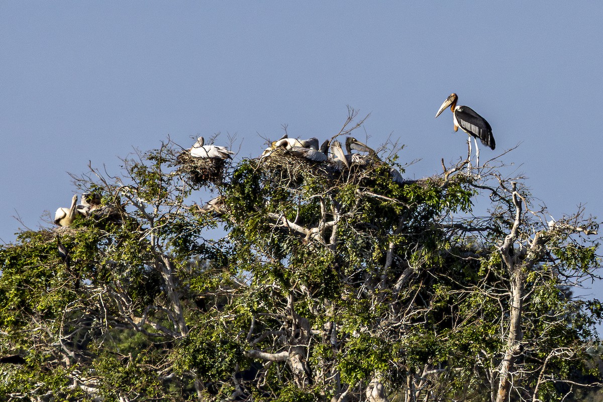 Argalamarabu - ML647212266