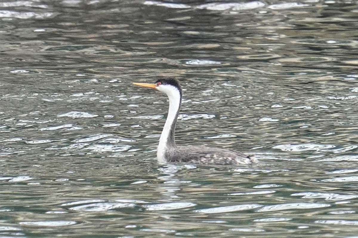 Clarktaucher - ML647212267