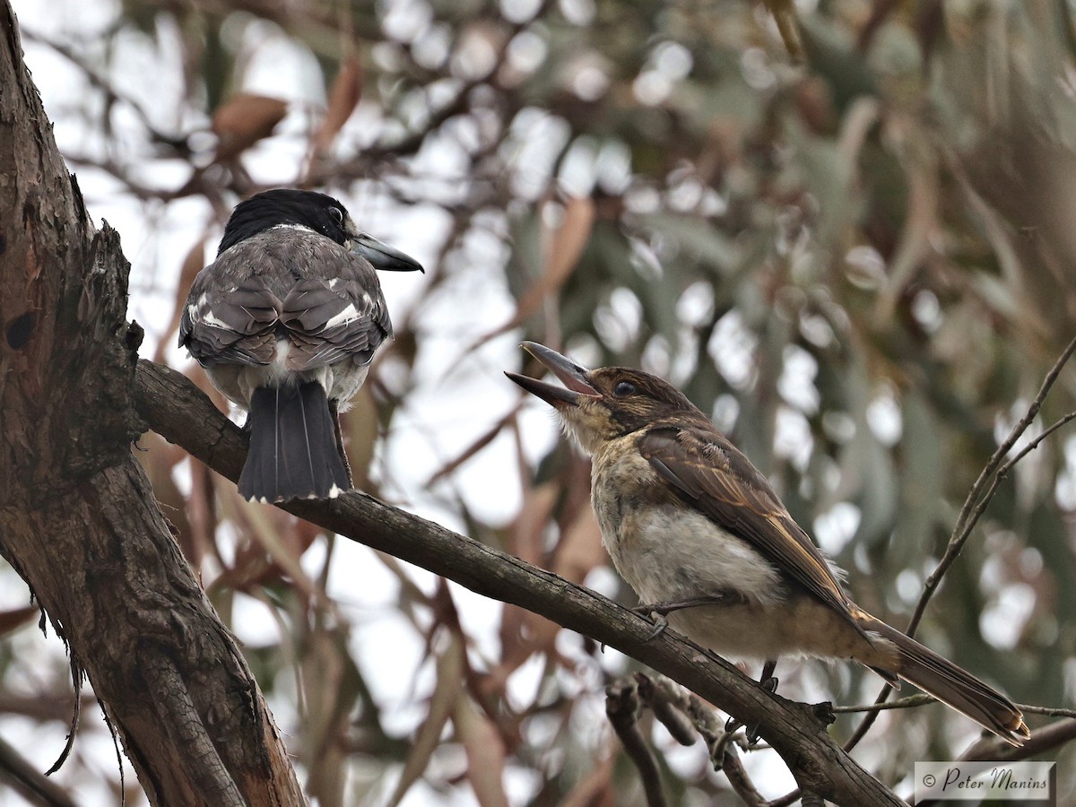 Graurücken-Krähenstar - ML647212268