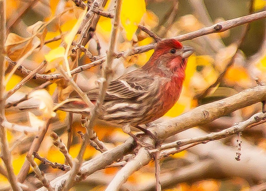 Hausgimpel - ML647212270