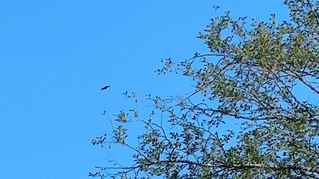 Weißkopf-Seeadler - ML647212272