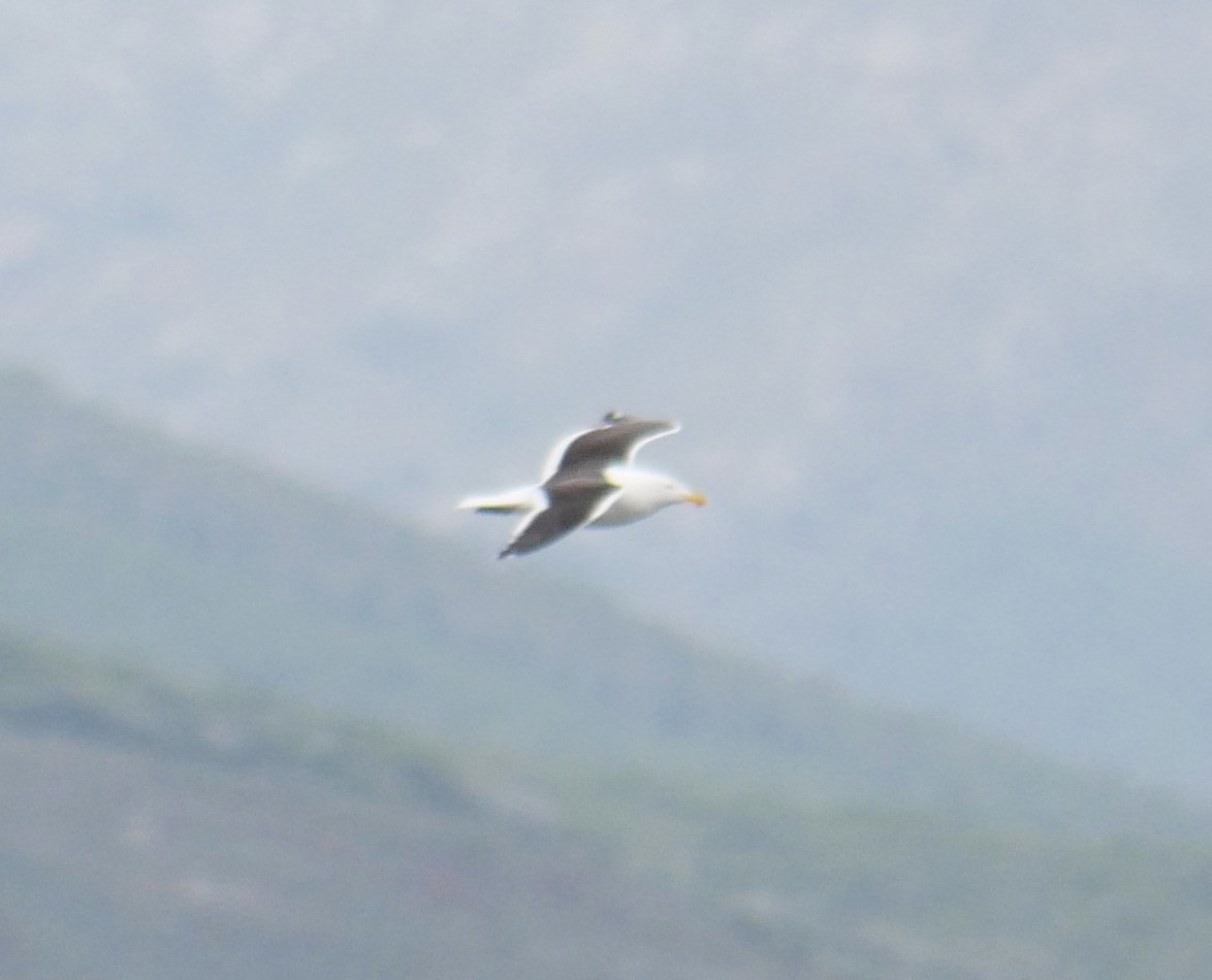 Dominikanermöwe - ML647212274