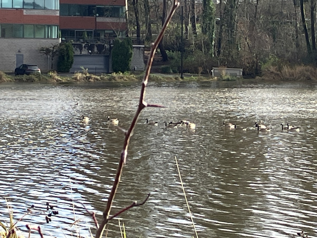 Kanadagans - ML647212275