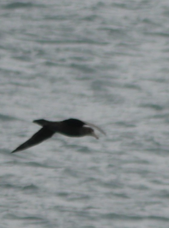 Southern Giant-Petrel - ML647212279