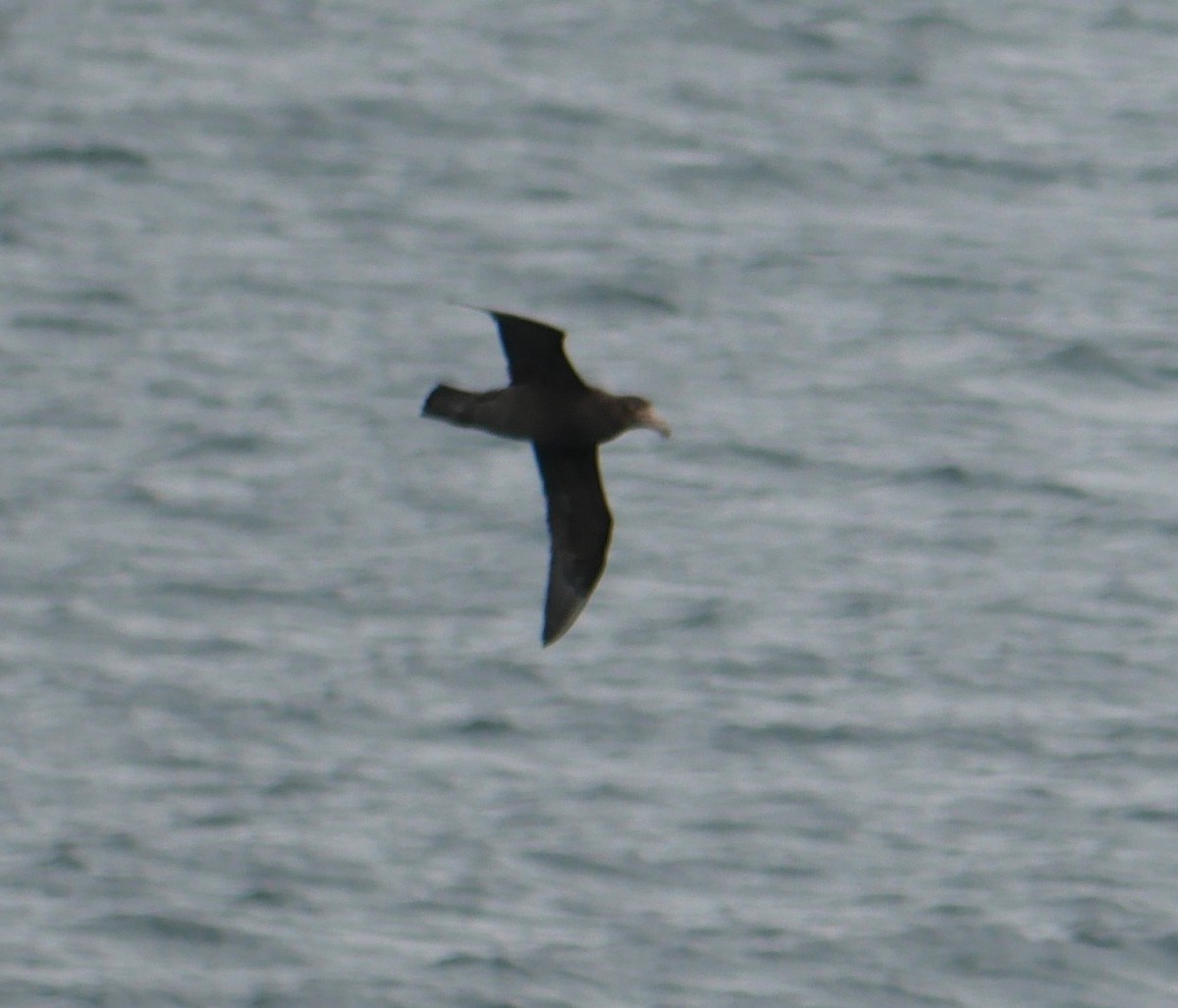 Southern Giant-Petrel - ML647212280