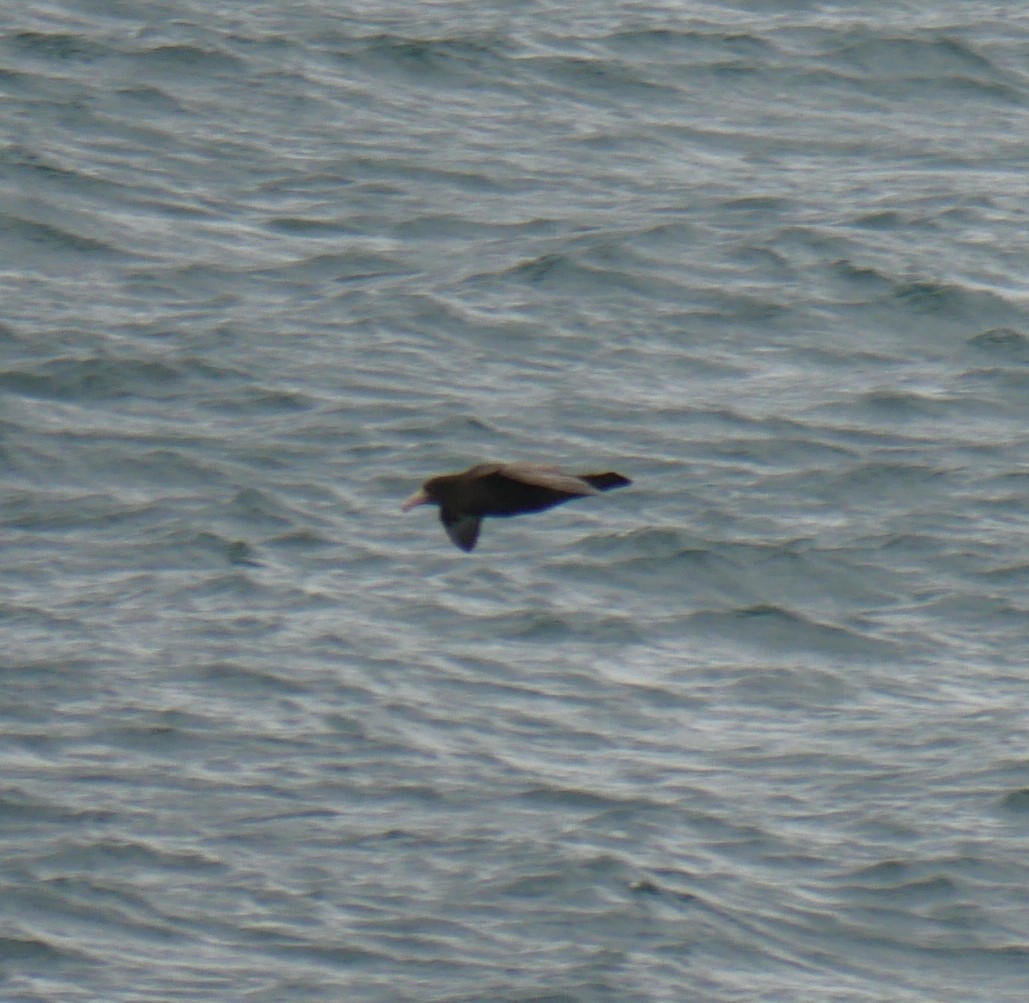 Southern Giant-Petrel - ML647212281