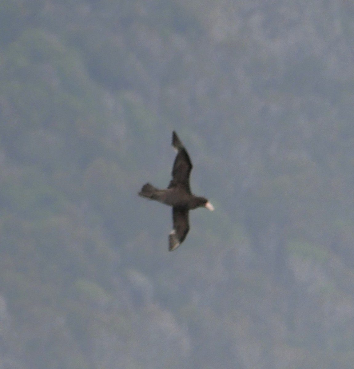 Southern Giant-Petrel - ML647212282