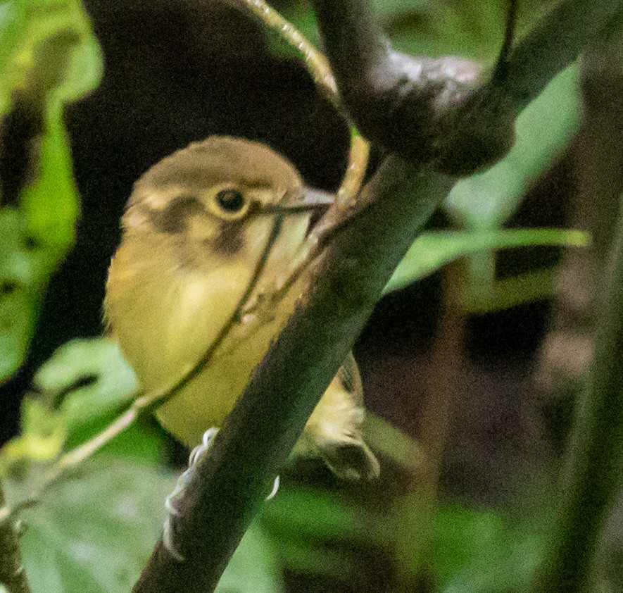 White-throated Spadebill - ML647212284