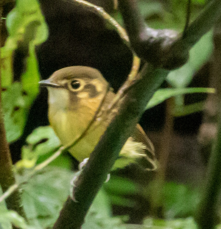 White-throated Spadebill - ML647212285