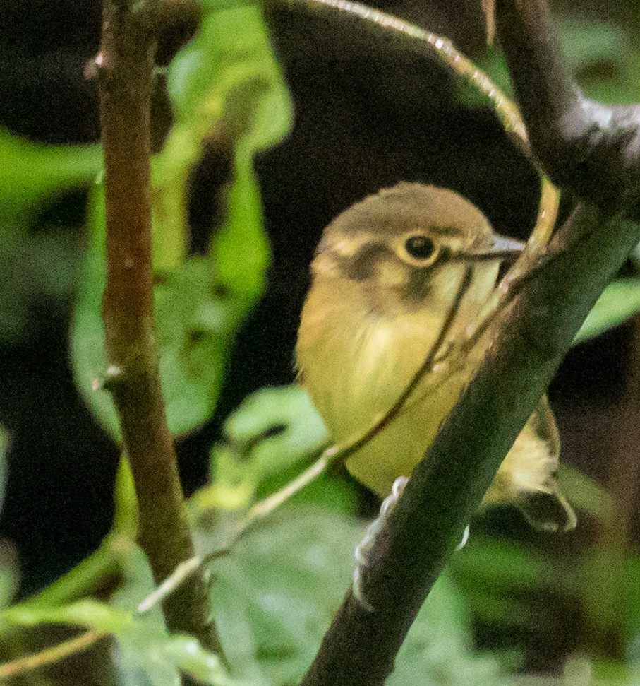 White-throated Spadebill - ML647212286
