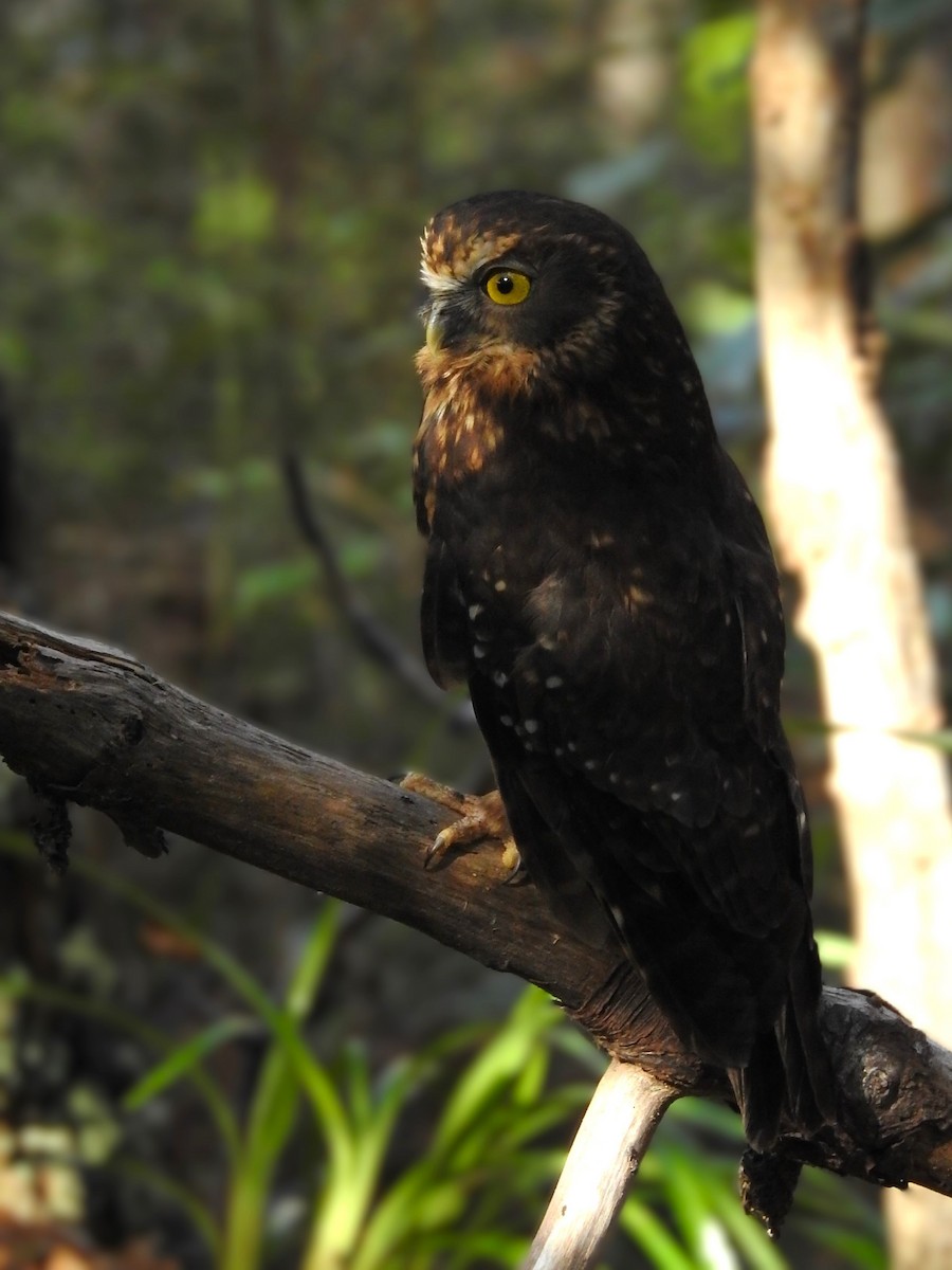 Morepork - ML647212288
