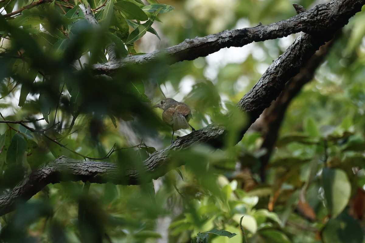 Little Shrikethrush (Rufous) - ML647212294