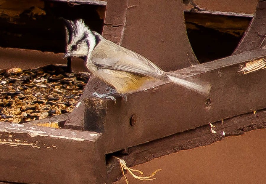 Bridled Titmouse - ML647212298
