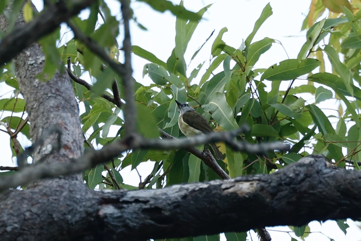 Gray Whistler - ML647212305