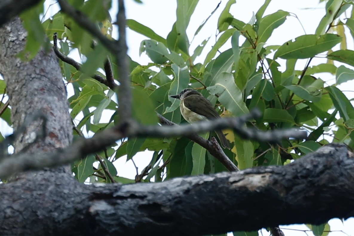 Gray Whistler - ML647212306