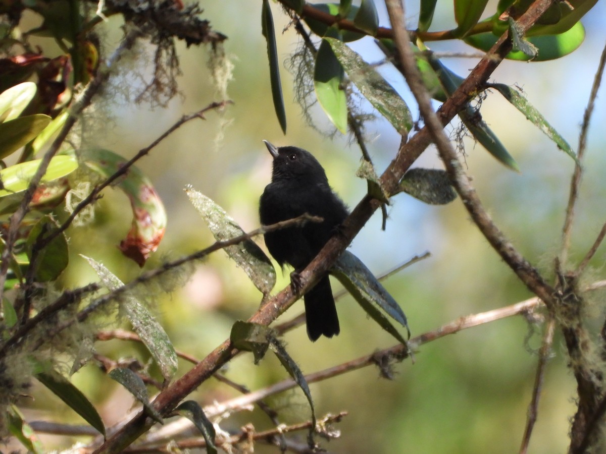 Pinchaflor Flanquiblanco - ML647212307