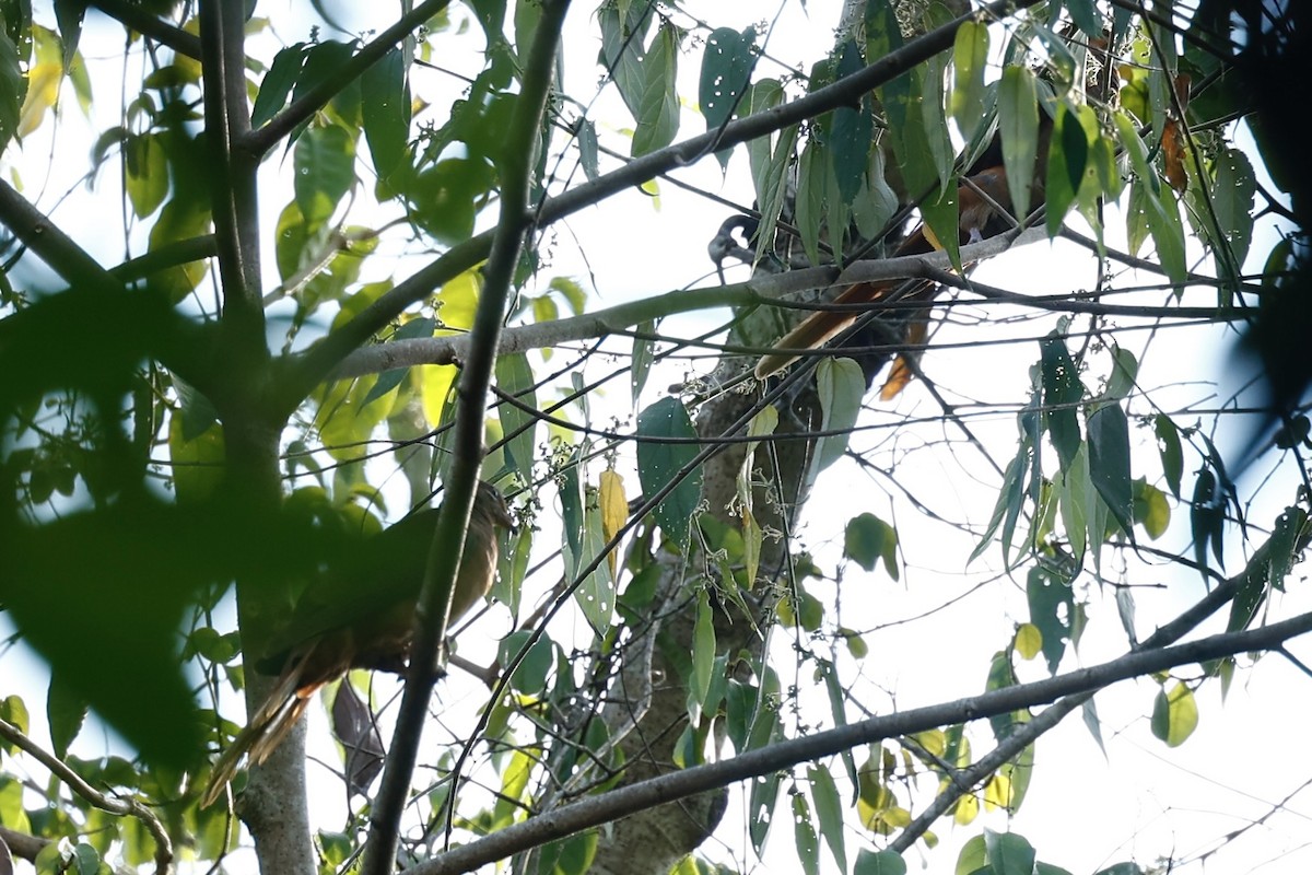 kanelgjøkdue - ML647212320