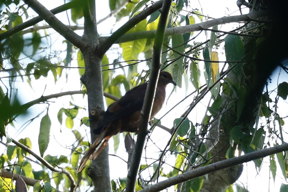 kanelgjøkdue - ML647212321