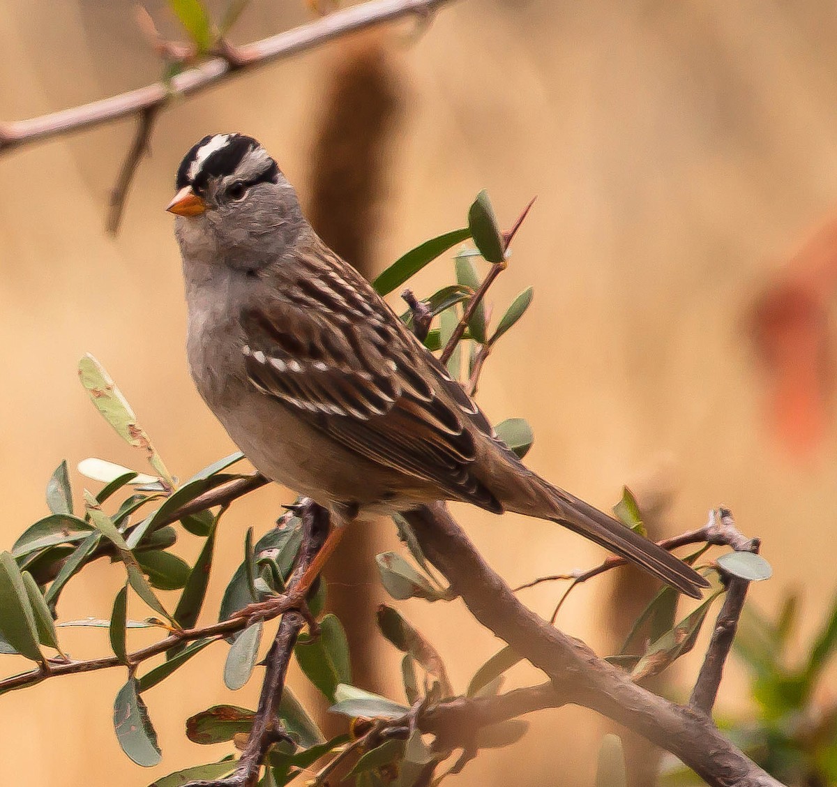 גיבתונית לבנת-כיפה - ML647212350