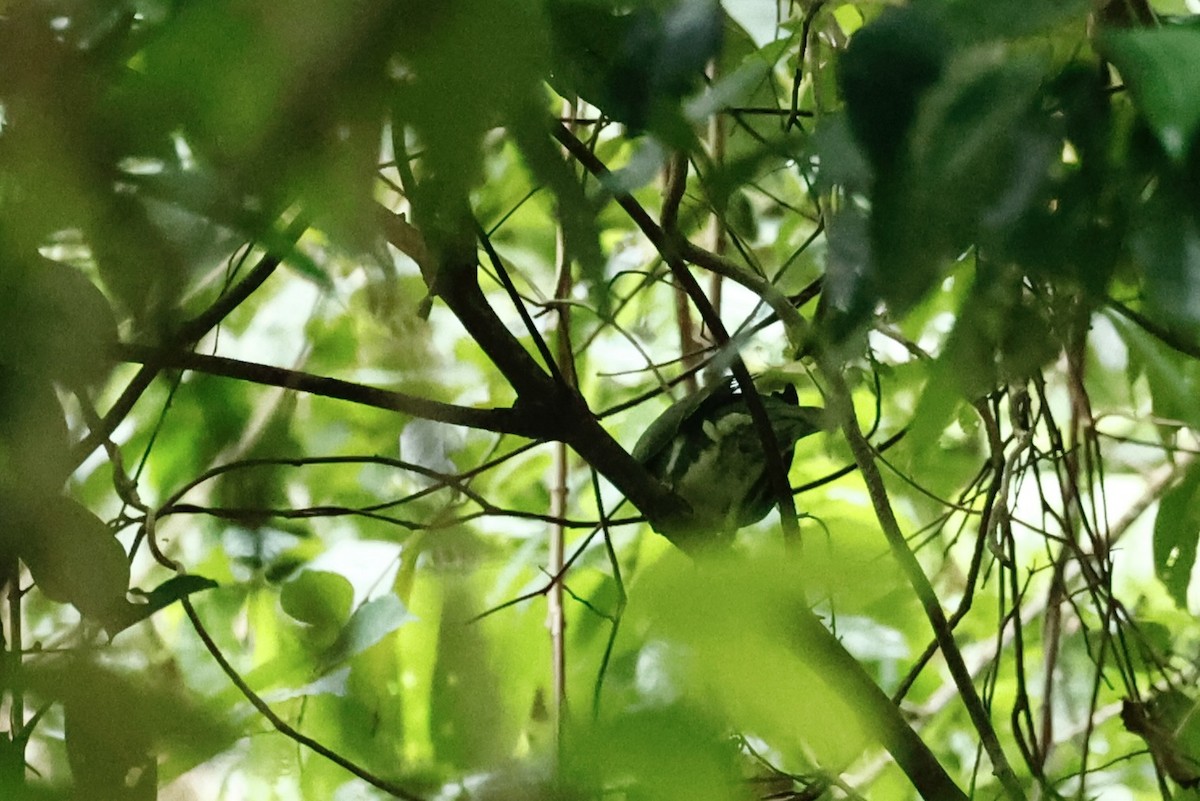 Superb Fruit-Dove - ML647212365