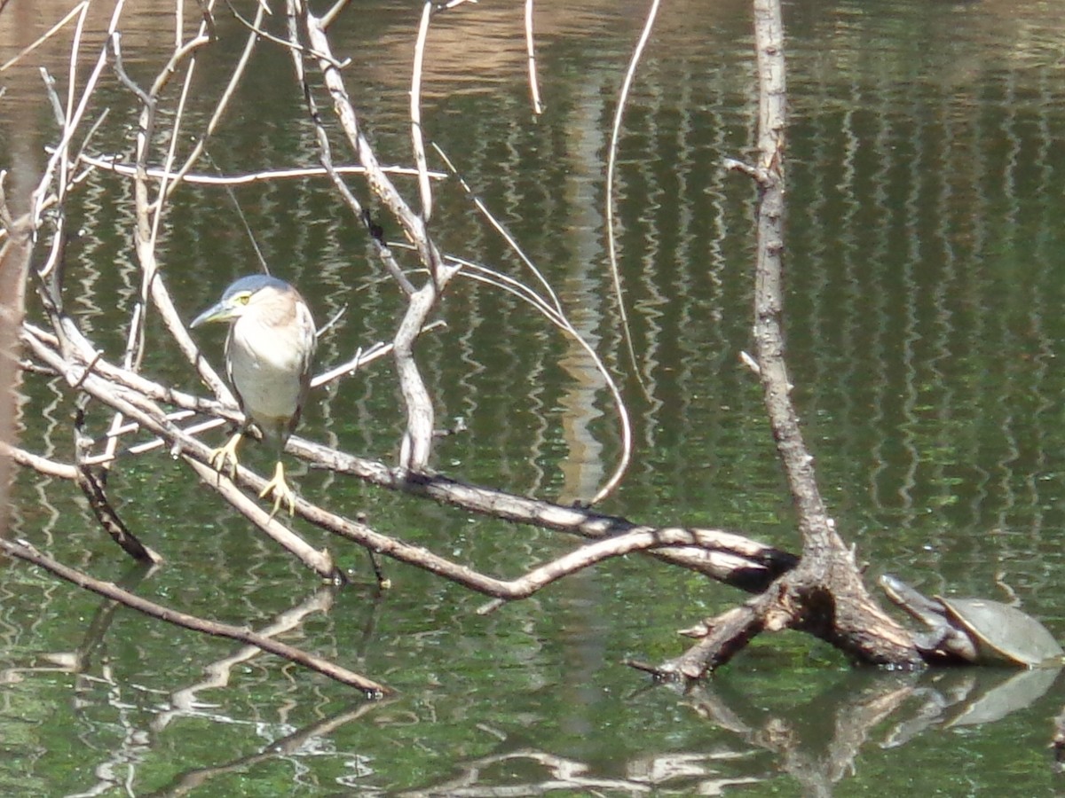 Nankeen Night Heron - ML647212370